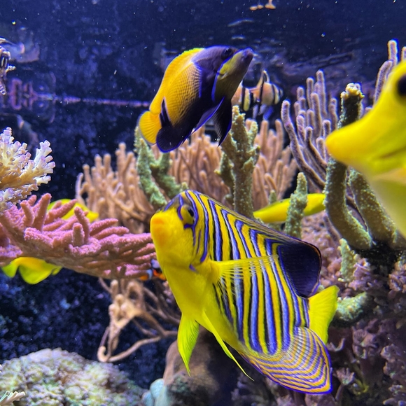 Aquariums Yellow Tang - Picture 6 of 6